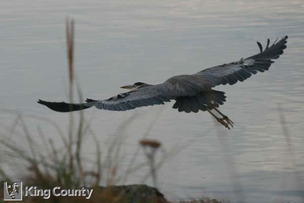 Photo of Great Blue Heron - Ardea herodias